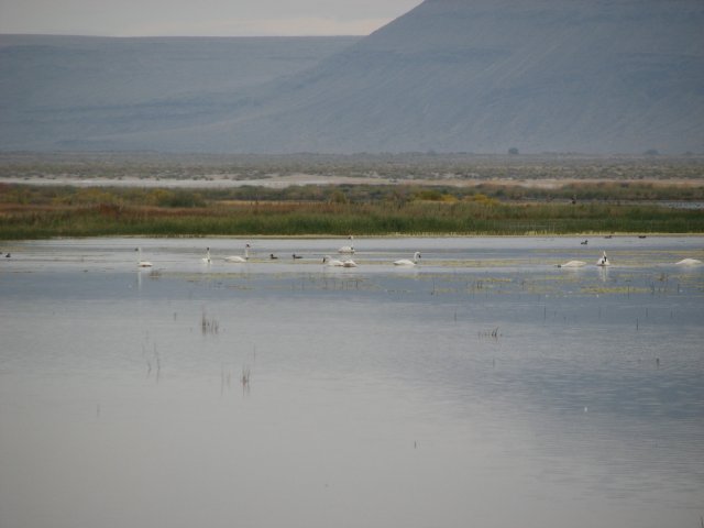Trumpeteer Swans